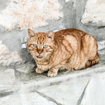 別荘 Ermina House スキアトスタウン